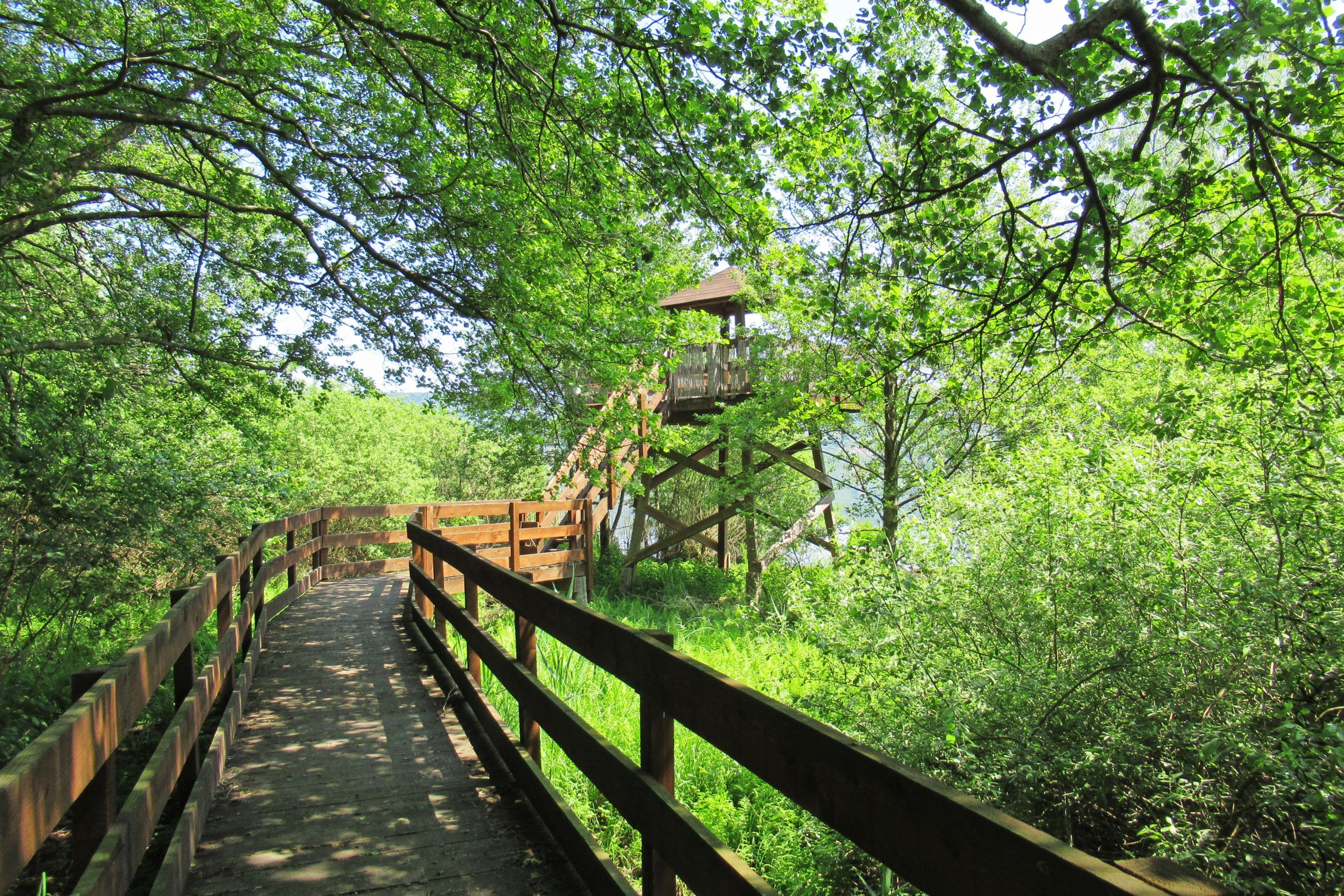 Torre di avvistamento per l'avifauna