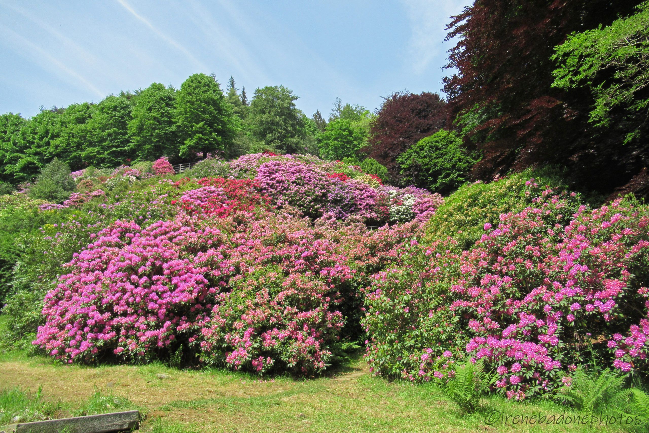 La Conca dei Rododendri dal basso