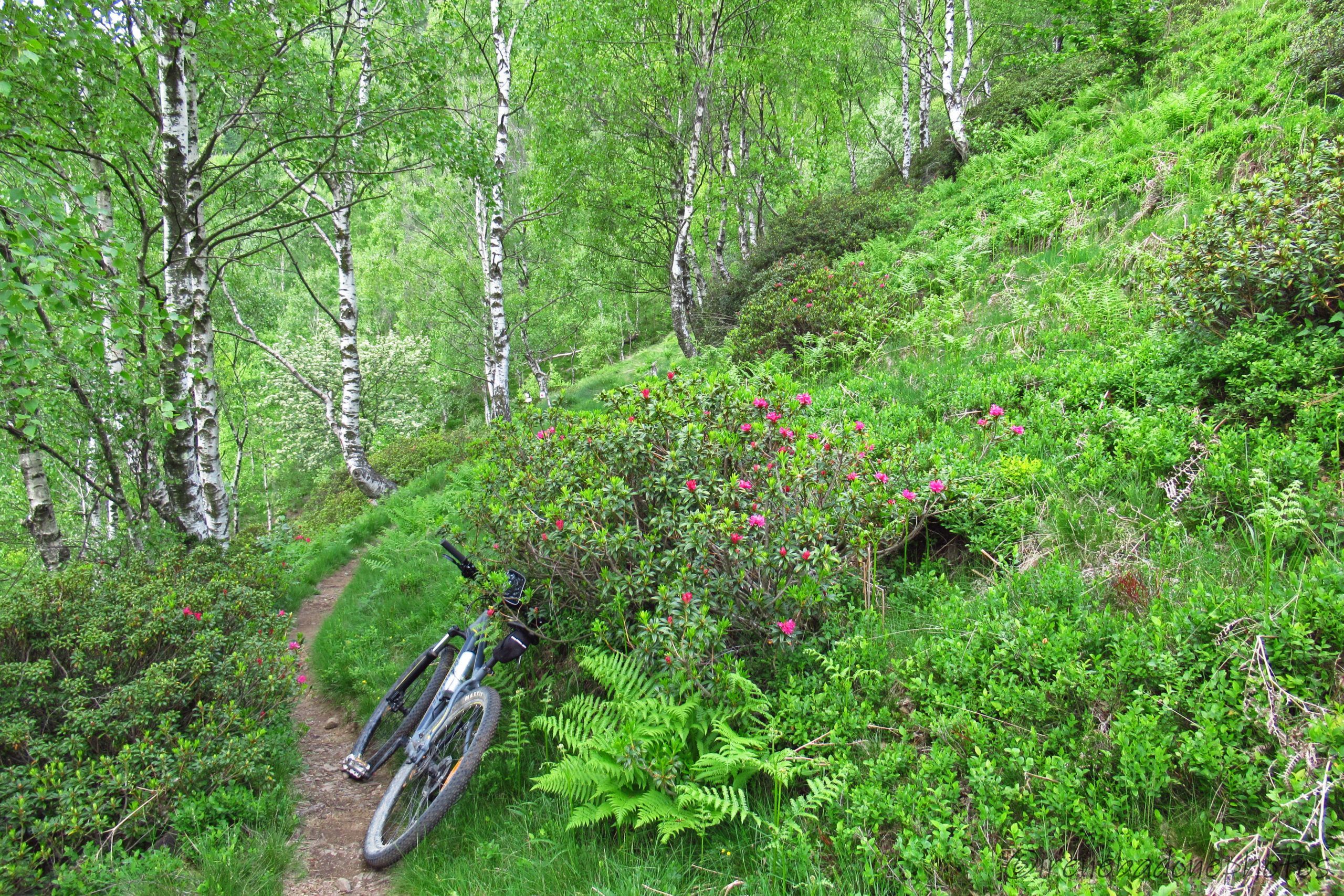 Sulla via del ritorno, tra i rododendri selvatici