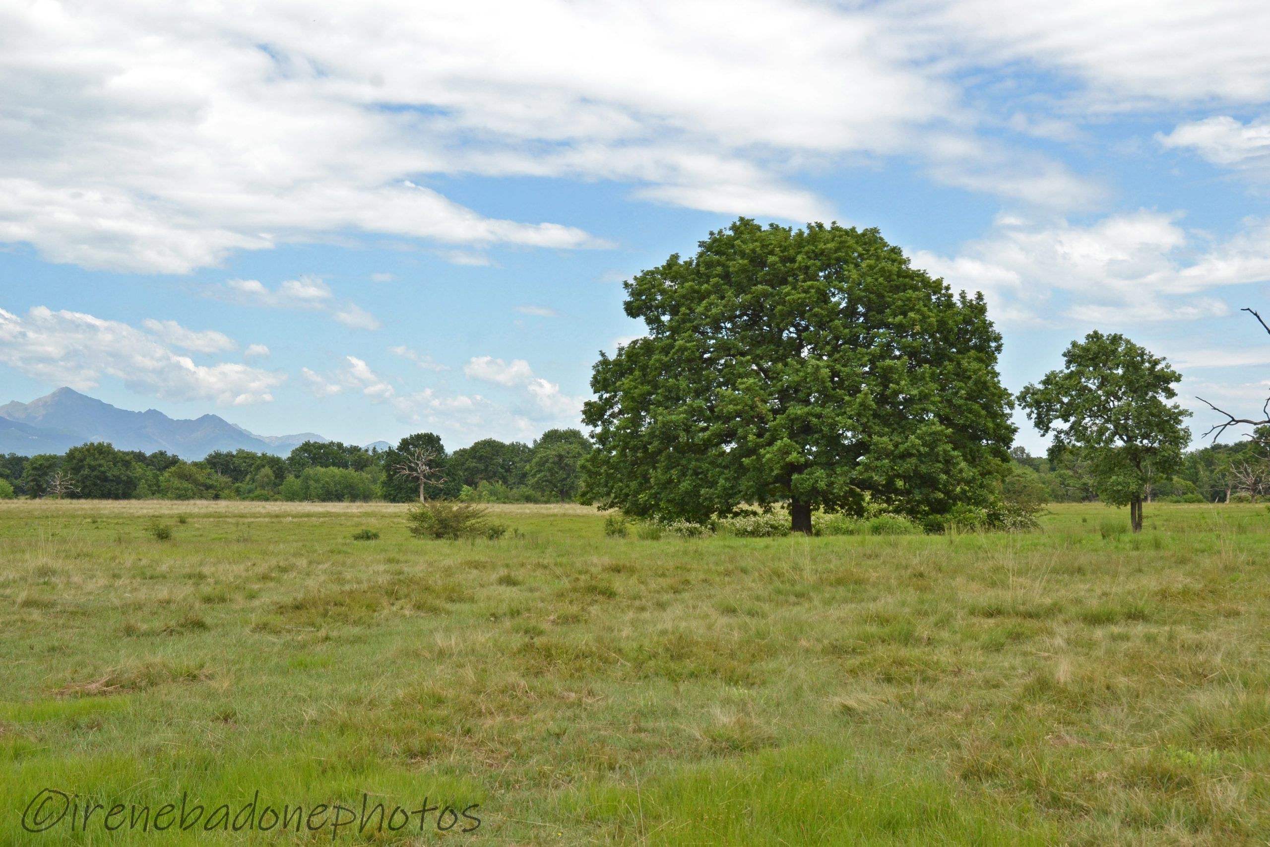 Il parco vanta la presenza di enormi querce centenarie