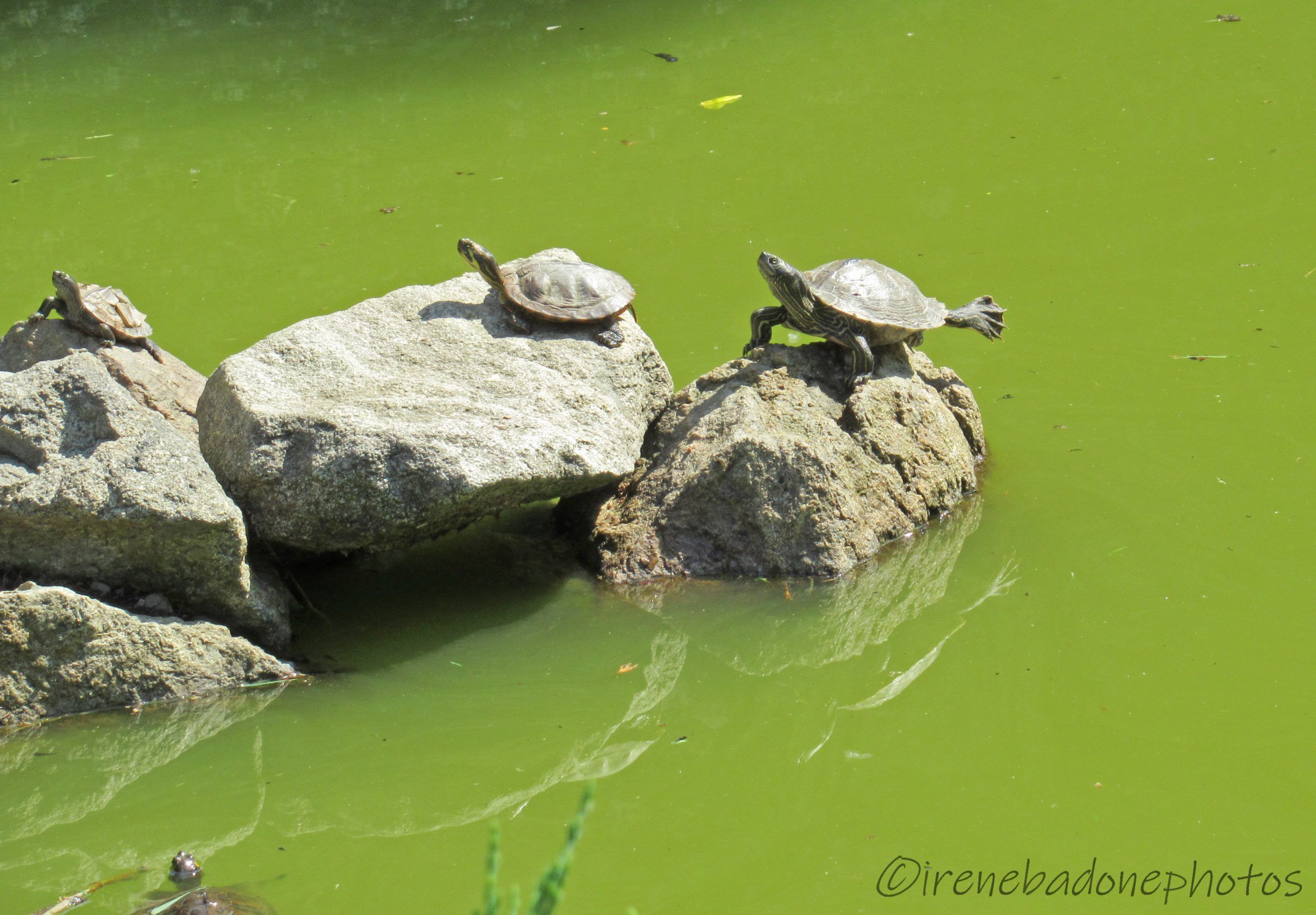 Numerose tartarughe e rane si riproducono naturalmente nel laghetto