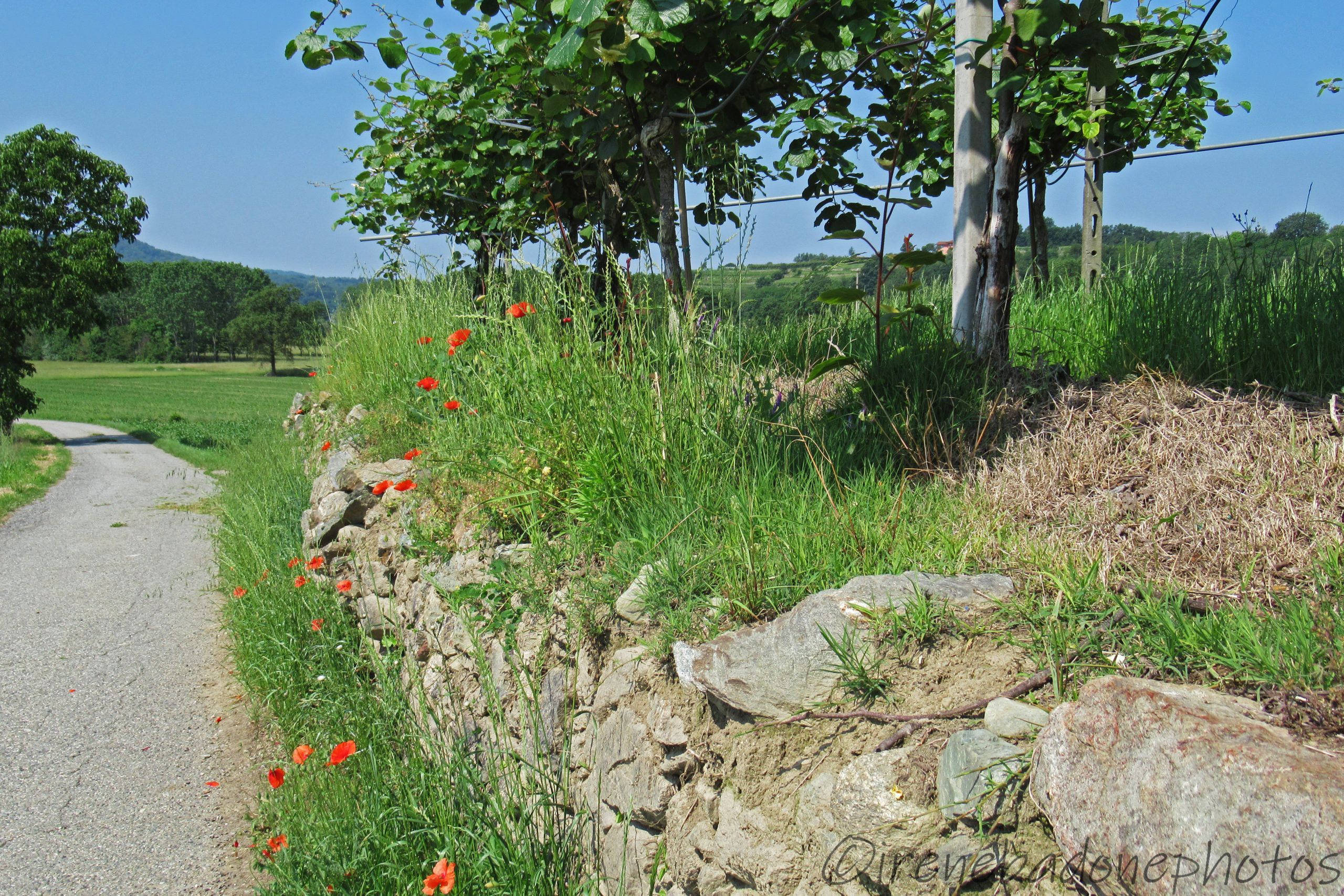 Country landscape