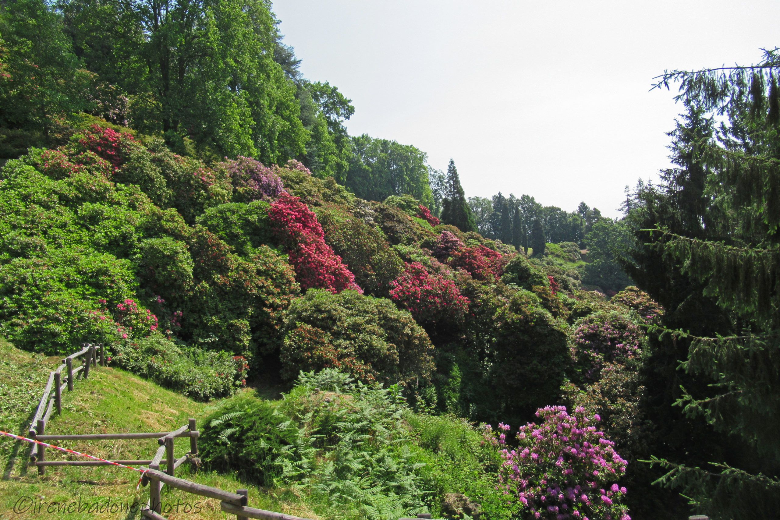 La Valle dei Rododendri