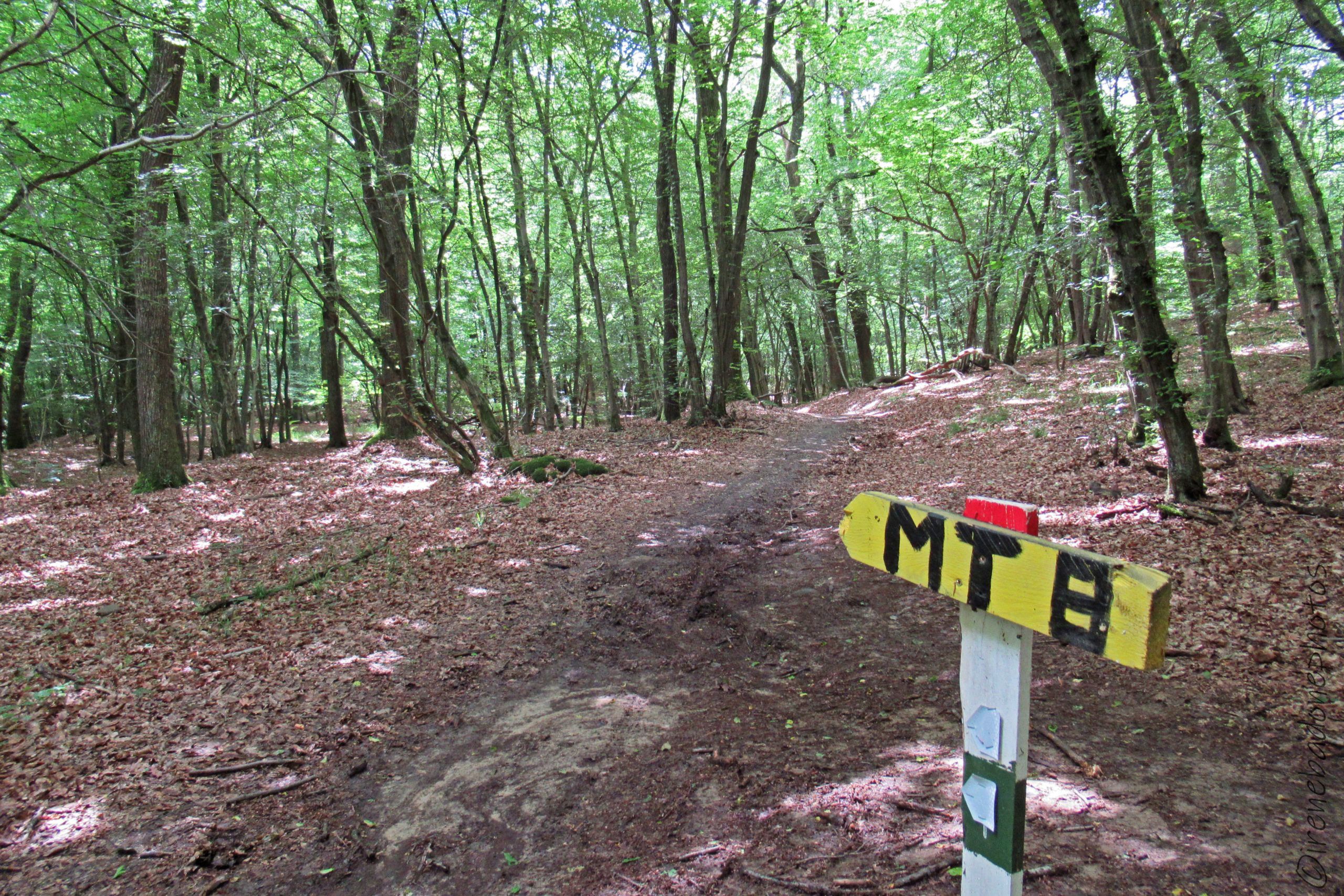 Divertente tracciato per MTB