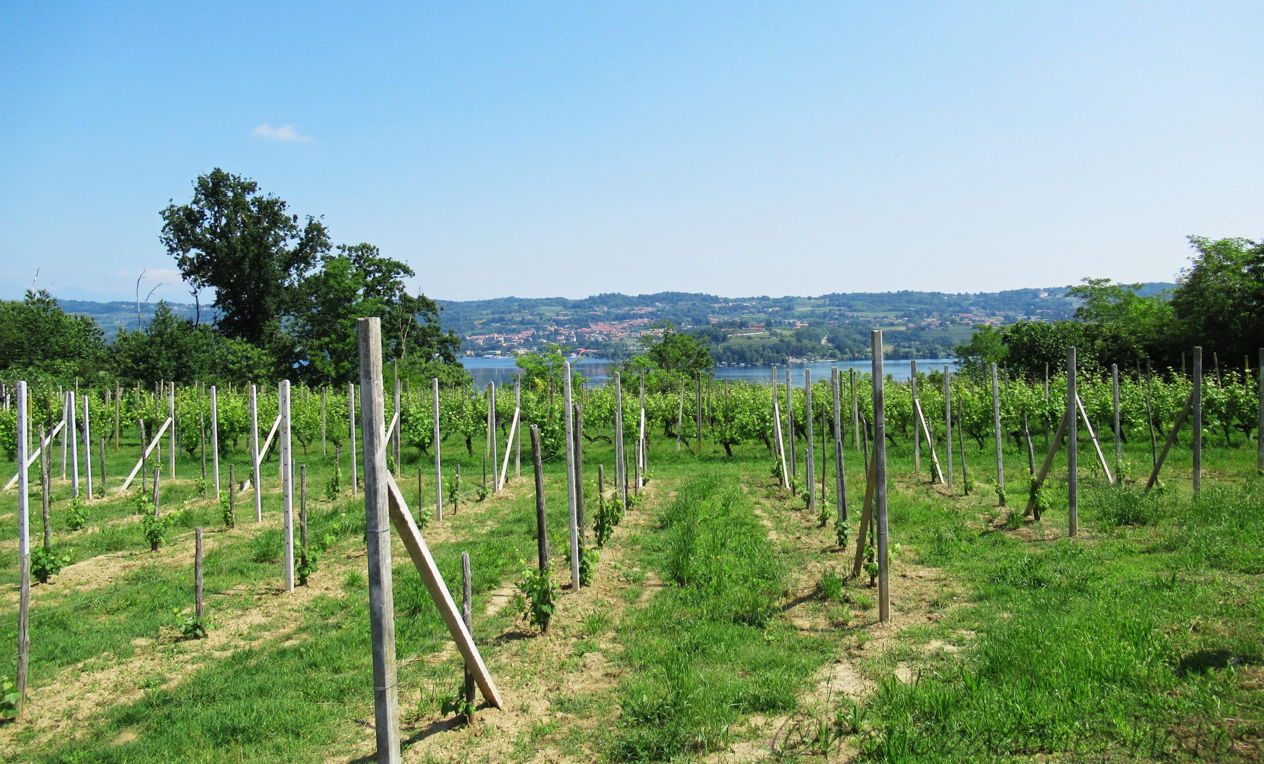 Vigneti sul lago