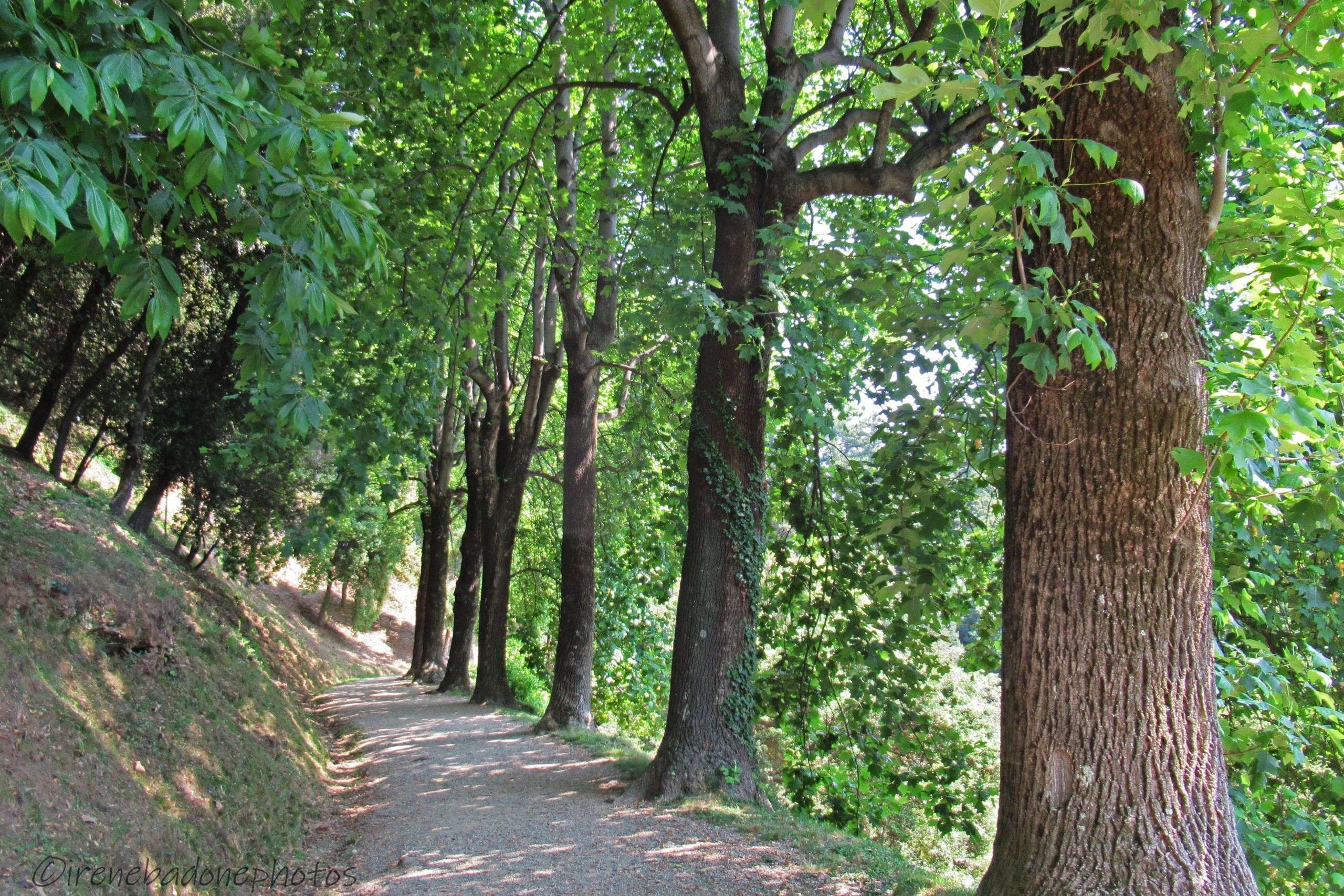 Viale panoramico a metà del parco