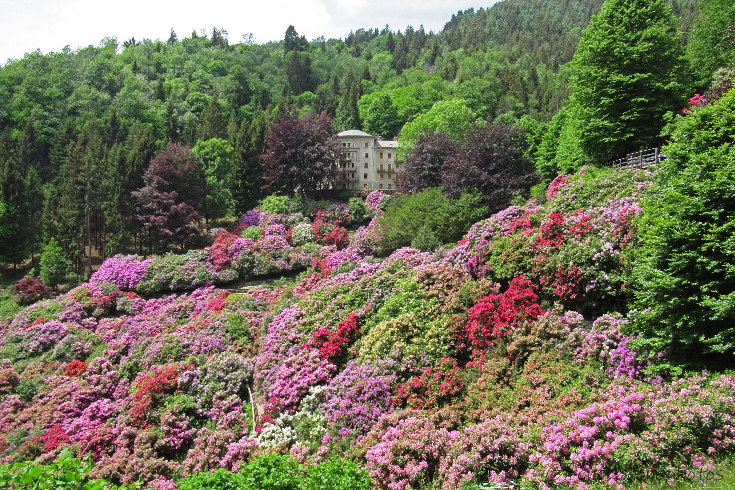 La Conca dei Rododendri, in fiore a maggio