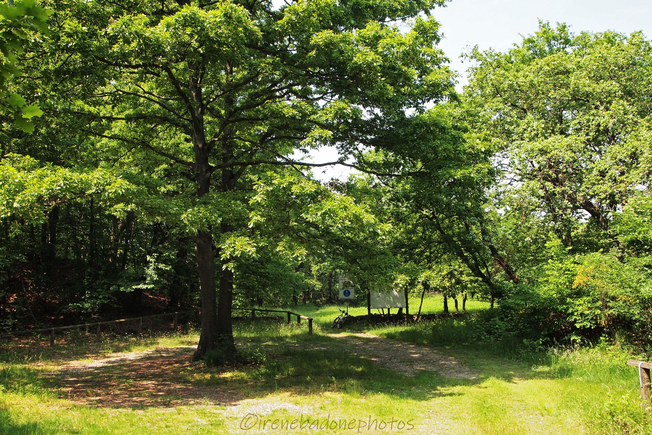 Quercia centenaria