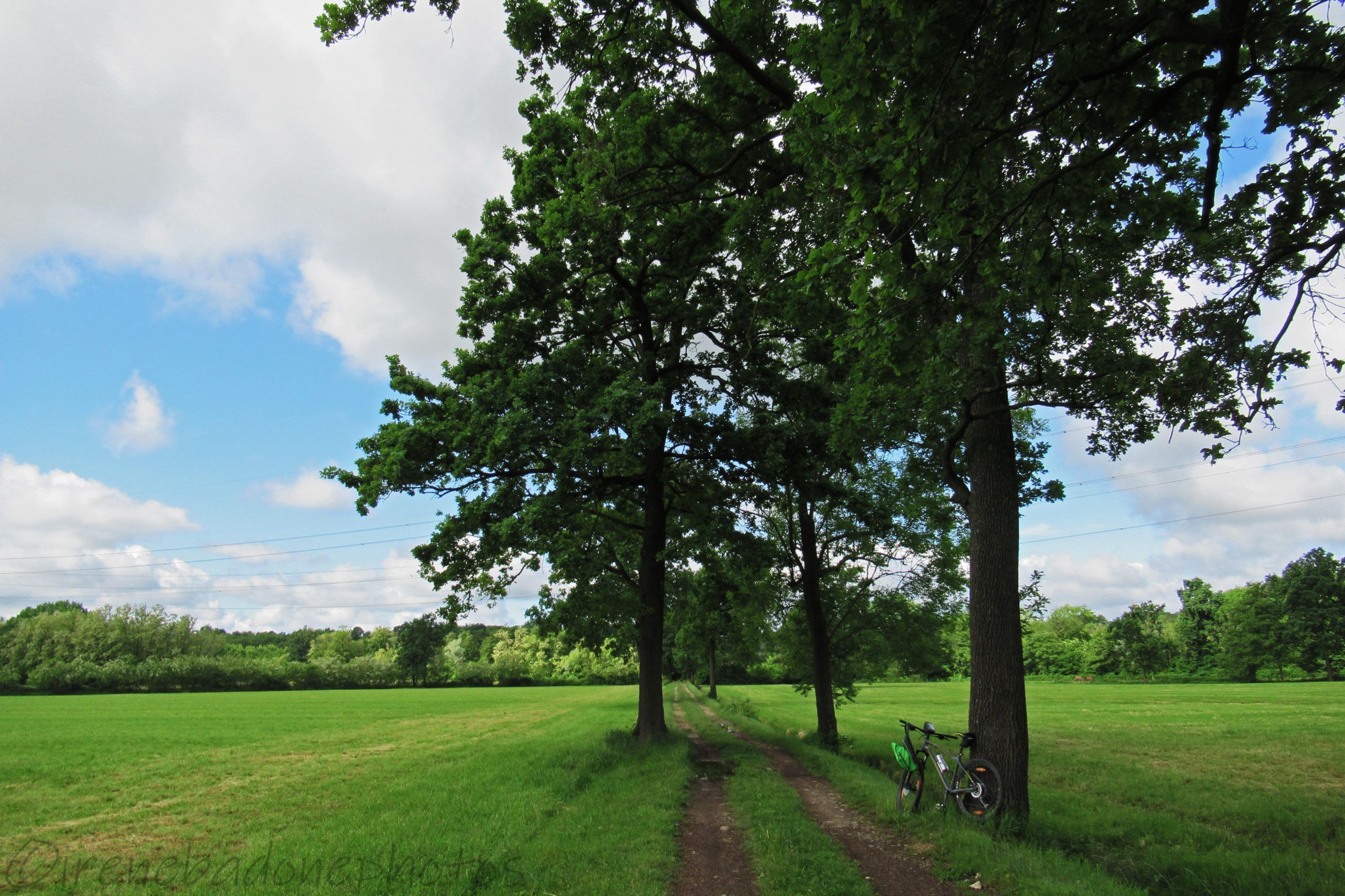 Viali di querce tra le cascine di Candelo