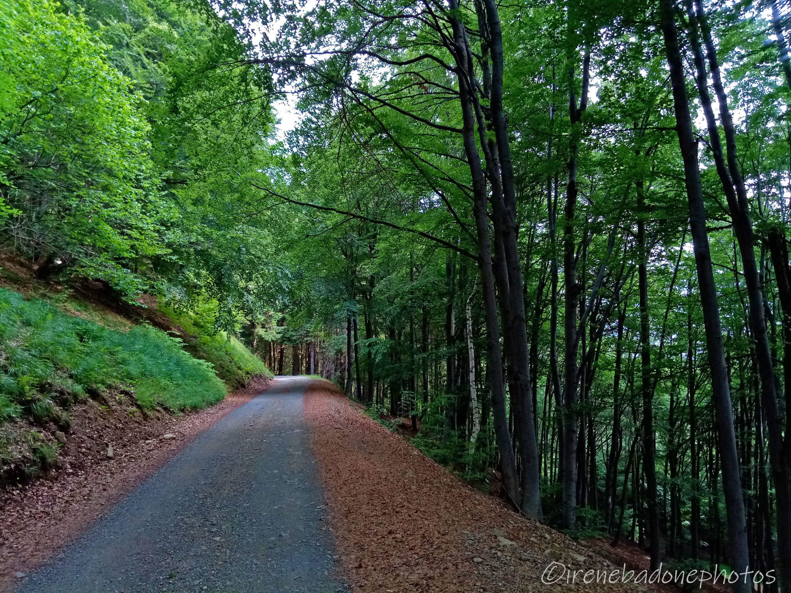 Facile strada sterrata tra i boschi di faggi