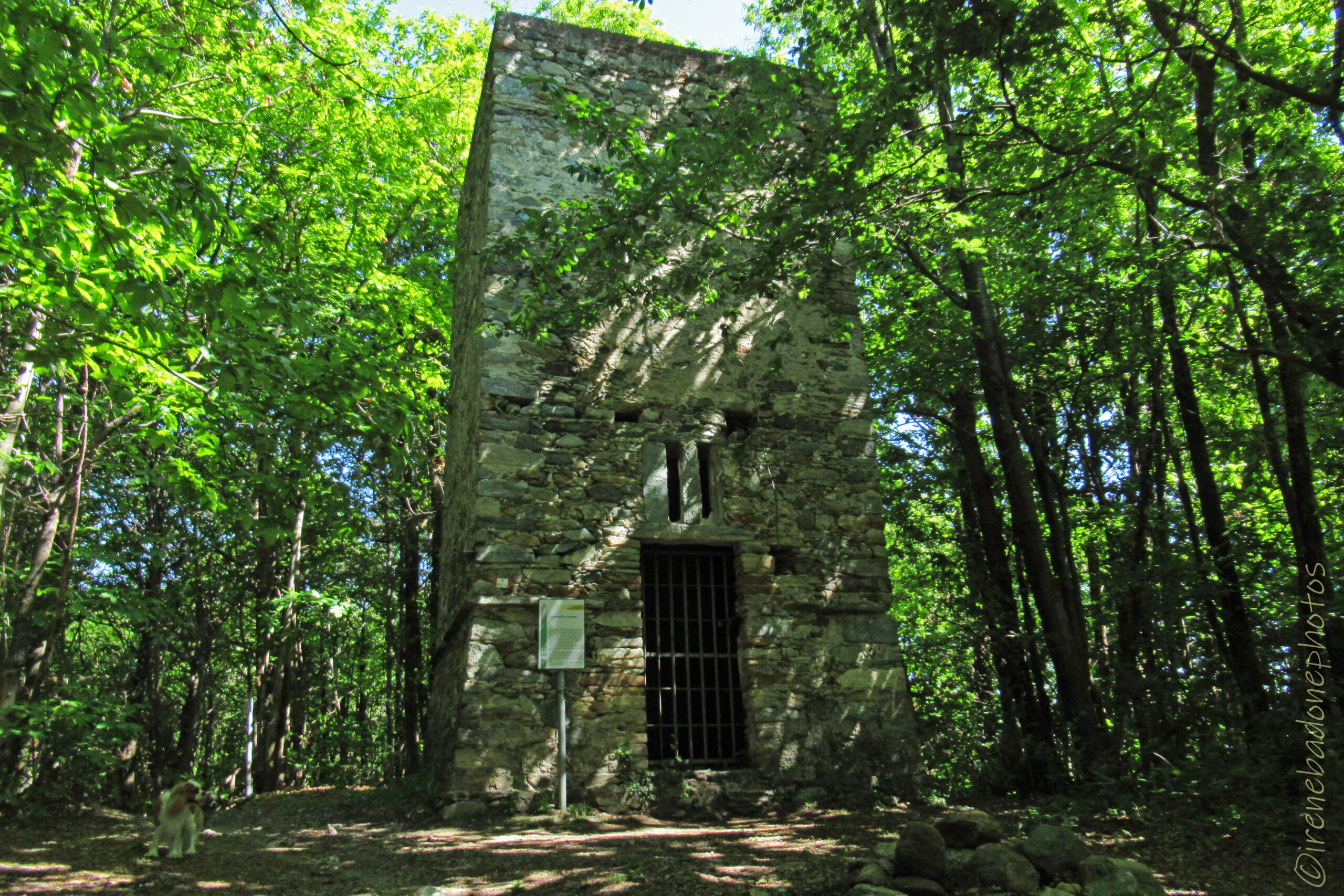 Tra la fitta boscaglia, compare imponente la Torre di San Lorenzo