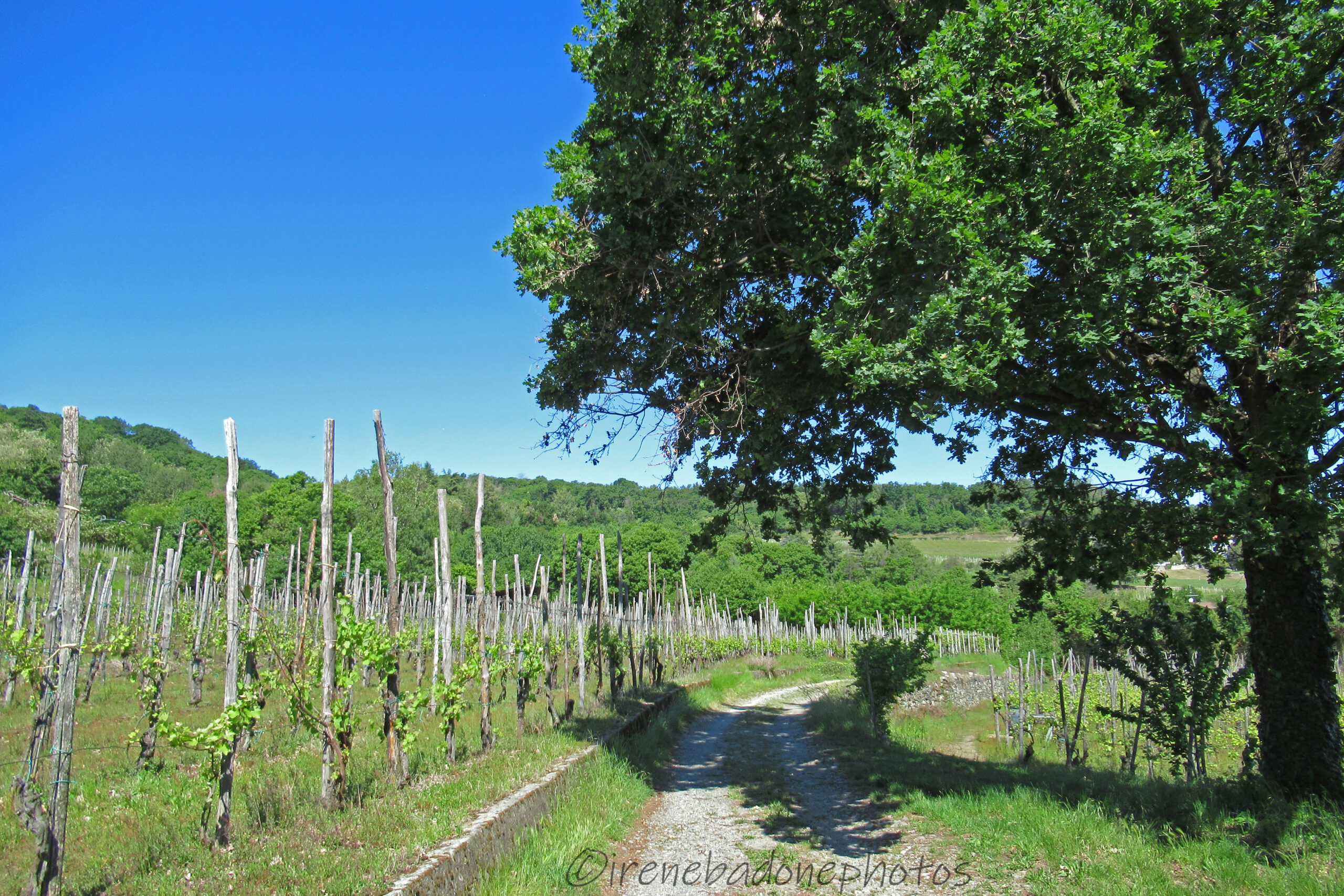 Sentiero tra le vigne che conduce alla frazione di San Secondo