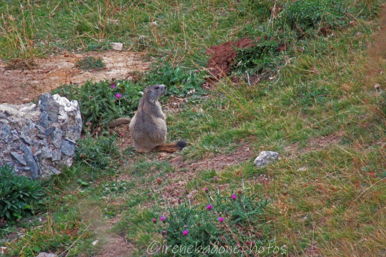 Ici, il est courant de rencontrer des marmottes qui nous regardent en "sifflant"