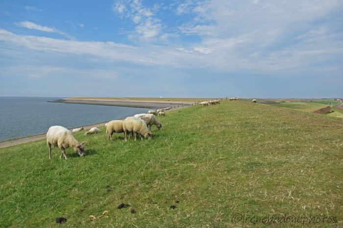 Centinaia di pecore completano il paesaggio, come in un dipinto impressionista