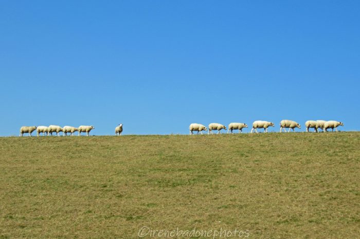 Le pecore sfilano sulla cresta della duna