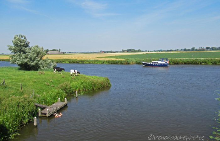 Un altro scorcio tipico dei Paesi Bassi: mucche al pascolo, barche e ragazzi locali che sguazzano nei canali